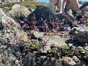 Quill-leaf lewisia(Lewisia leeana)