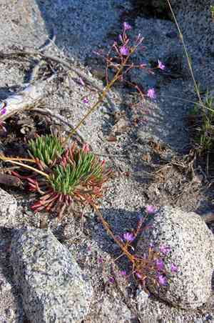 Quill-leaf lewisia(Lewisia leeana)