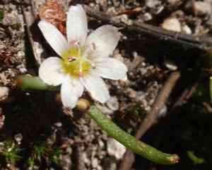 Threeleaf lewisia(Lewisia triphylla)