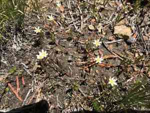 Threeleaf lewisia(Lewisia triphylla)