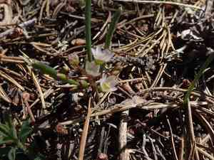 Threeleaf lewisia(Lewisia triphylla)