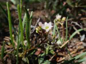 Threeleaf lewisia(Lewisia triphylla)