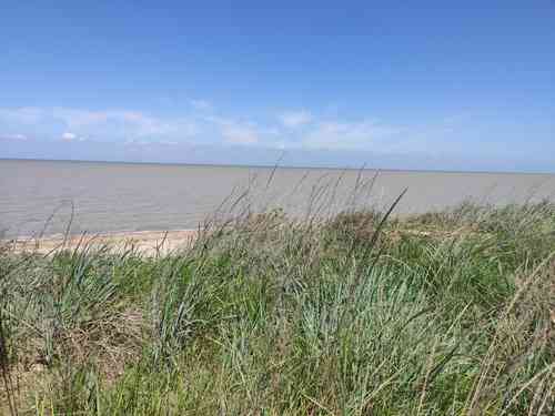 Mammoth wild rye(Leymus racemosus)