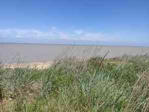 Mammoth wild rye(Leymus racemosus)