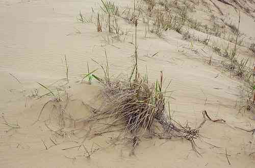 Mammoth wild rye(Leymus racemosus)