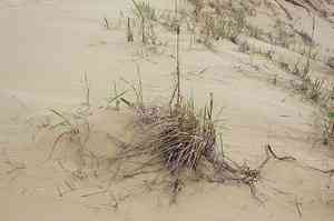 Mammoth wild rye(Leymus racemosus)