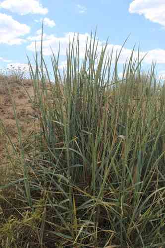 Mammoth wild rye(Leymus racemosus)