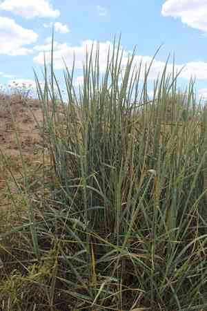 Mammoth wild rye(Leymus racemosus)
