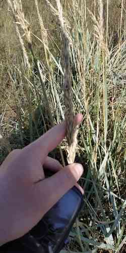 Mammoth wild rye(Leymus racemosus)