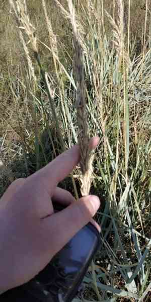 Mammoth wild rye(Leymus racemosus)