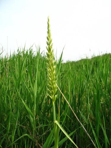 Mammoth wild rye