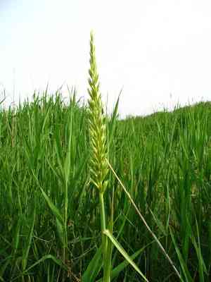 Mammoth wild rye(Leymus racemosus)