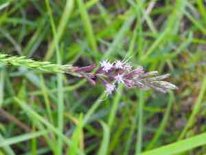 Sharp blazing star(Liatris acidota)