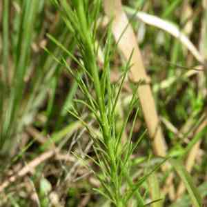 Sharp blazing star(Liatris acidota)