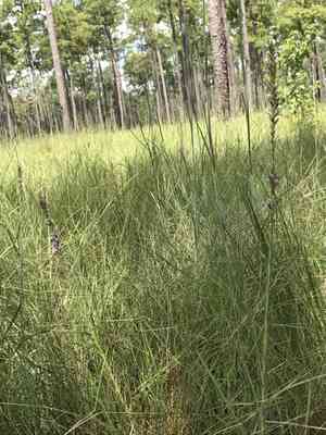 Sharp blazing star(Liatris acidota)