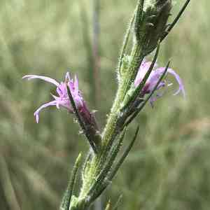 Sharp blazing star(Liatris acidota)