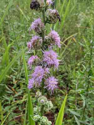 Rough blazing star(Liatris aspera)