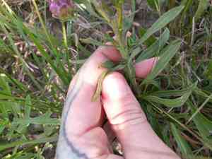 Rough blazing star(Liatris aspera)