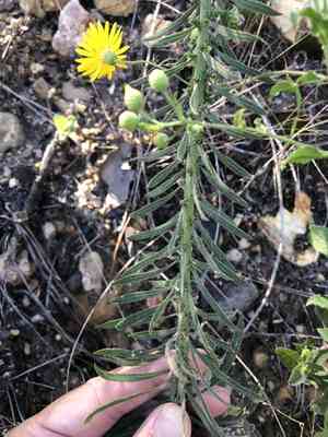 Rough blazing star(Liatris aspera)