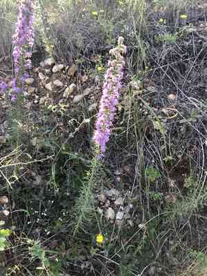 Rough blazing star(Liatris aspera)