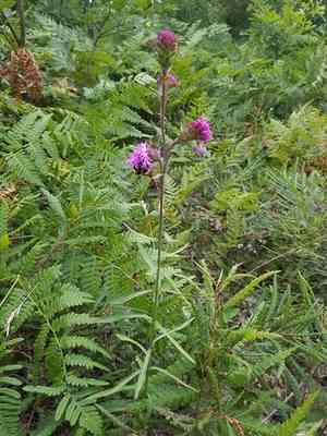Rocky mountain blazing star(Liatris ligulistylis)