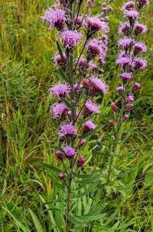 Rocky mountain blazing star(Liatris ligulistylis)