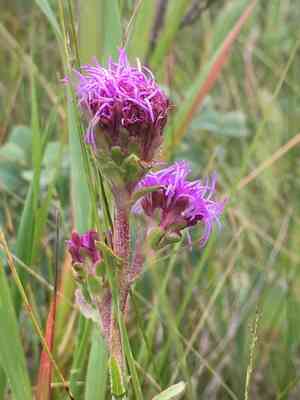 Rocky mountain blazing star(Liatris ligulistylis)