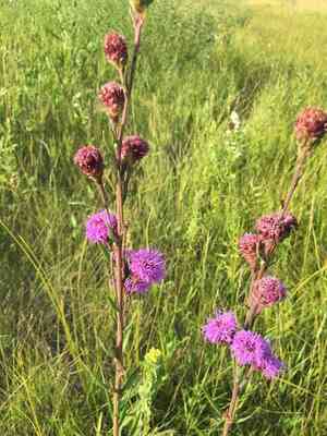 Rocky mountain blazing star(Liatris ligulistylis)