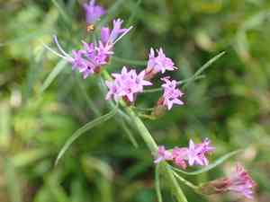 Smallhead blazing star(Liatris microcephala)
