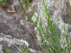 Smallhead blazing star(Liatris microcephala)