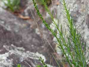 Smallhead blazing star(Liatris microcephala)