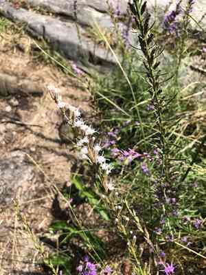 Smallhead blazing star(Liatris microcephala)