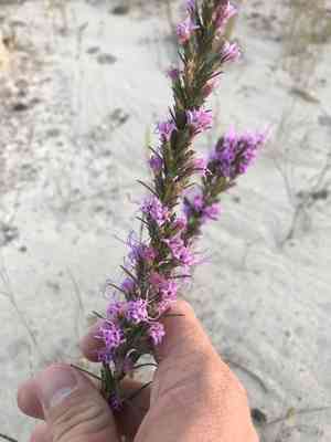 Dotted Gayfeather(Liatris punctata)