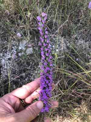 Dotted Gayfeather(Liatris punctata)