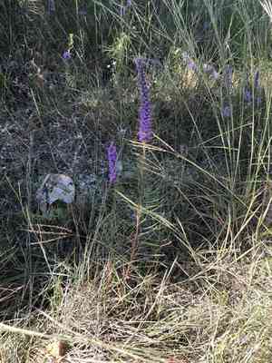 Dotted Gayfeather(Liatris punctata)