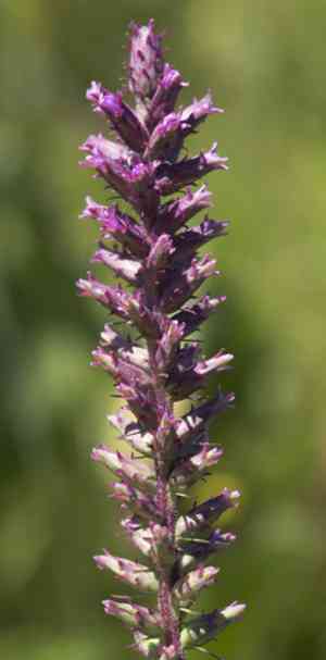 Prairie blazing star(Liatris pycnostachya)