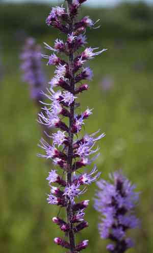 Prairie blazing star(Liatris pycnostachya)