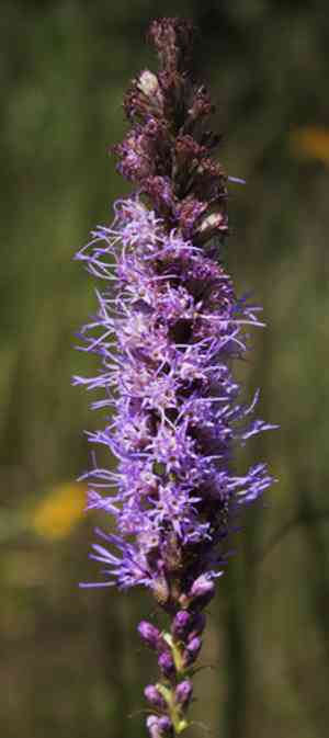 Prairie blazing star(Liatris pycnostachya)