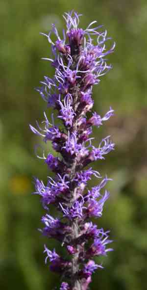 Prairie blazing star(Liatris pycnostachya)