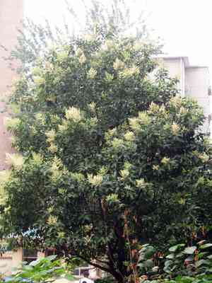 Glossy privet(Ligustrum lucidum)
