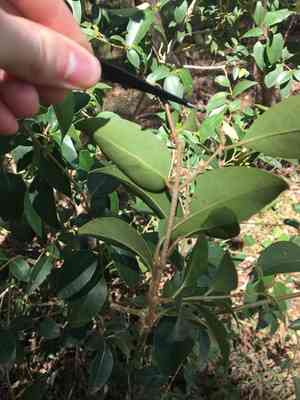 Glossy privet(Ligustrum lucidum)