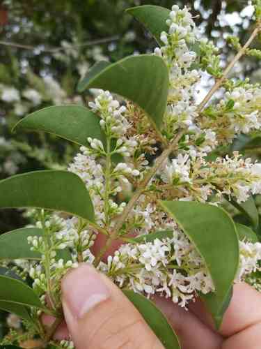 Glossy privet(Ligustrum lucidum)