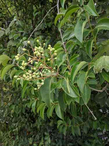 Glossy privet(Ligustrum lucidum)