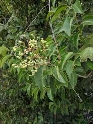 Glossy privet(Ligustrum lucidum)