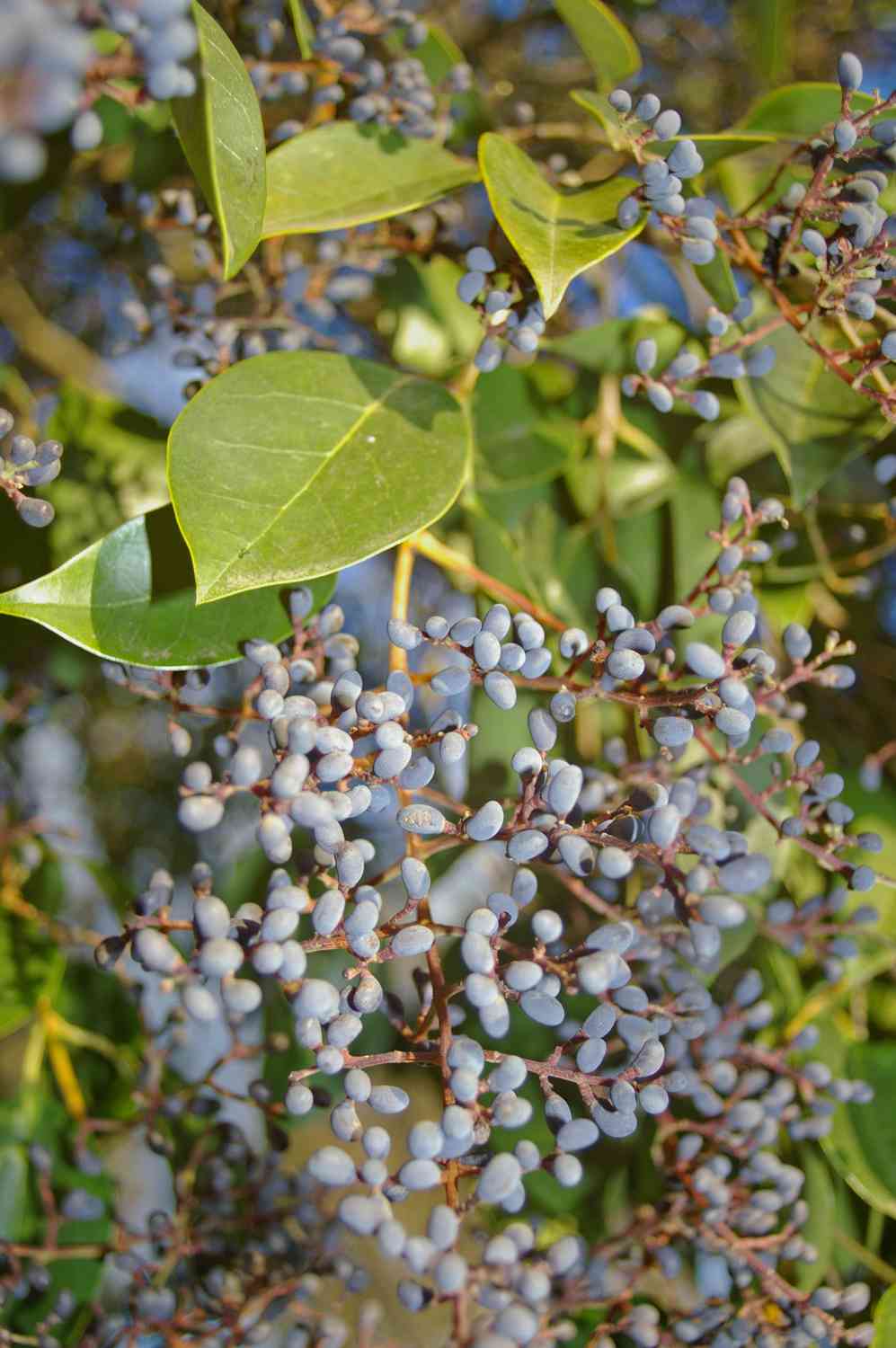 Glossy privet(Ligustrum lucidum)