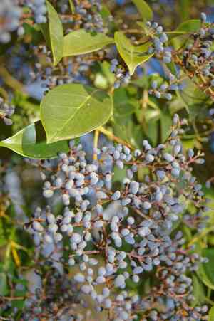 Glossy privet(Ligustrum lucidum)