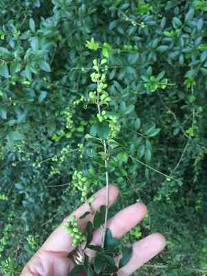 Waxyleaf privet(Ligustrum quihoui)