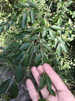 Waxyleaf privet(Ligustrum quihoui)