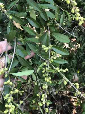 Waxyleaf privet(Ligustrum quihoui)