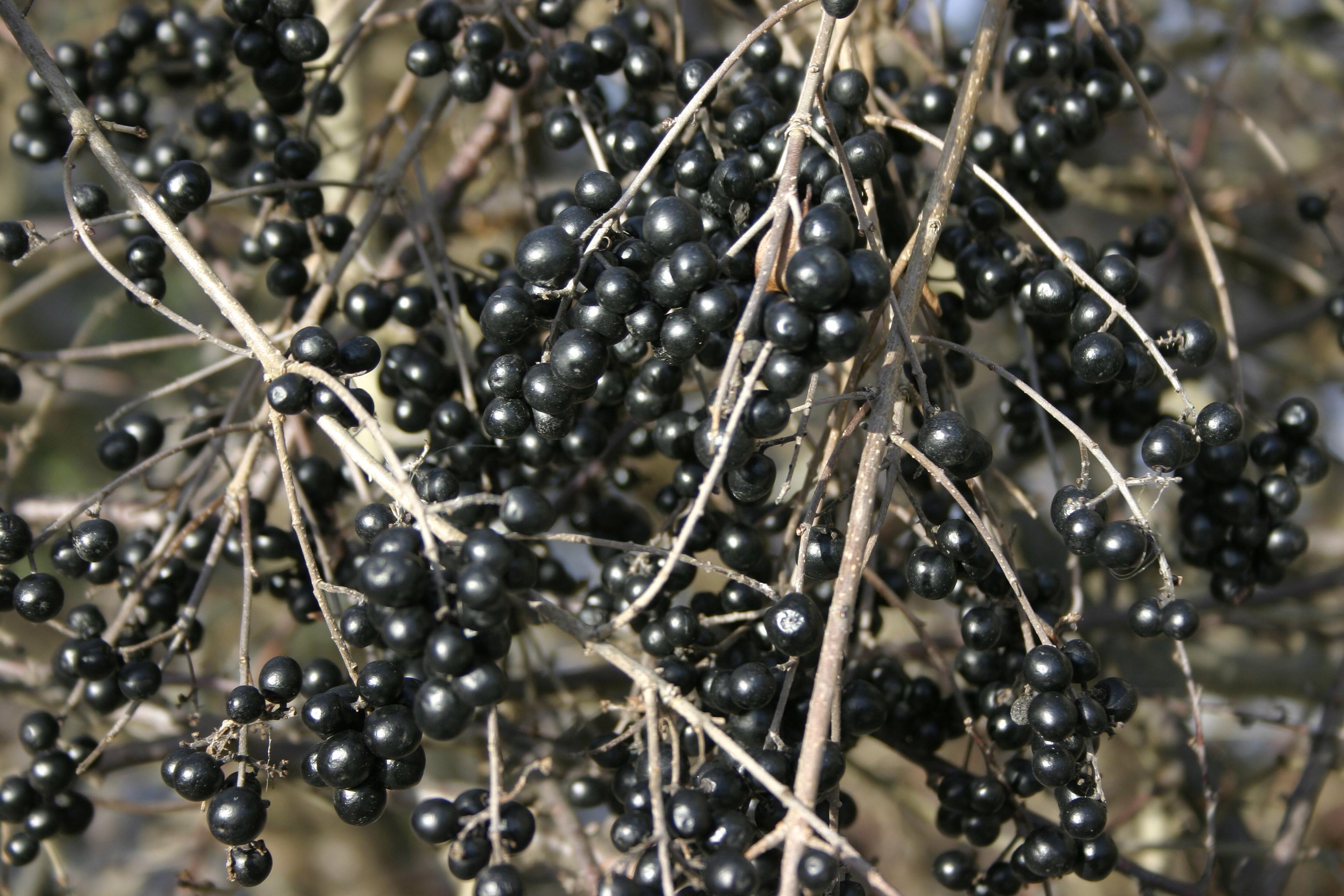 Wild privet